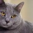chartreux cat breed facts and