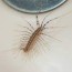 house centipedes to kill or not to
