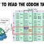 how to read the amino acids codon chart