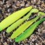 chartreuse hard lures so rare yet so