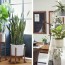 how to care for indoor plants pottery