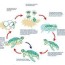 the life cycles of sea turtles source