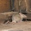 get rid of mice in your house and garage