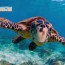 hawksbill sea turtles diving egypt
