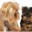 yorkie size chart growth weight chart