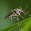 four natural smells atlanta mosquitoes