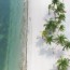 aerial view palm tree vacation drone