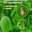 handbook on mango insect pest diseases