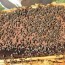queen bee laid brood in honey super