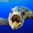 sea turtle adaptations lesson for kids