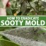 stop sooty mold fungus from ing