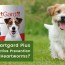 best heartworm prevention for dogs