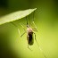 home mosquito control tips