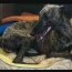 amazing video michigan dog slingshot