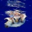 where do newly hatched baby sea turtles