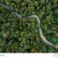 green forest drone shot for wallpapers