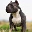 american bully growth chart here s how