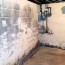 what does mold look like in a basement