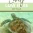 with turtles in the lovely low isles