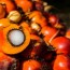 heat in indonesia s oil palm