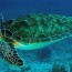 green sea turtle pacific green turtle