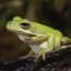 american green tree frogs