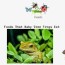 what do baby tree frogs eat feeding