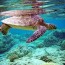 australian sea turtles