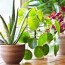 list of 15 bedroom plants that will