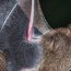 bat removal and how to identify an