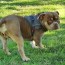 pocket american bully complete guide