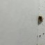 bed bugs in wall how to get them out