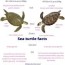 all about green turtles fun facts and