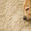 4 tips to keep carpets clean with dogs