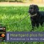 treatment for dogs heartworm prevention