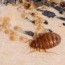 three signs you have bed bugs in your