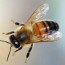 drone bees bee professor
