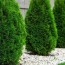 best fertilizers for evergreen trees