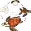 life cycle of sea turtle sequence of