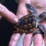 why the endangered green sea turtle is