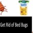 bed bugs with s foggers
