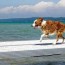 dog friendly vacation ideas in northern