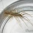 house centipede horticulture and home
