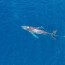 entangled whale spotted off kauai