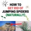 how to get rid of jumping spiders in