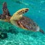 sea turtles in the c sea