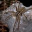 dock spider facts