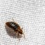 bed bugs appearance and life cycle mygate