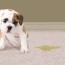 how to remove pet odors from carpet
