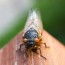 cicada season ends in alabama